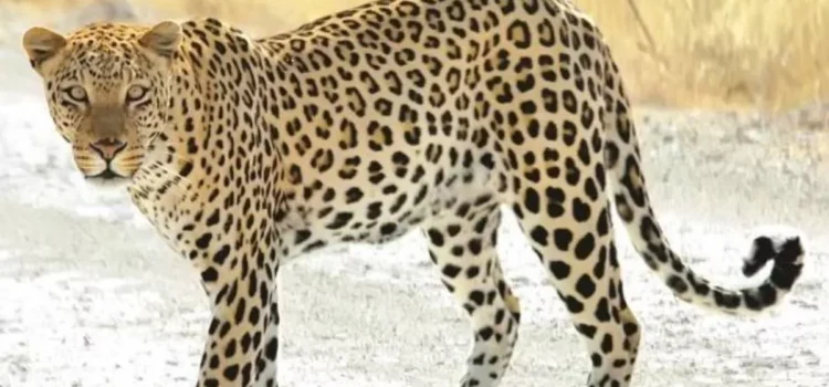 पौड़ी गढ़वाल: घास काटने गई महिला को गुलदार ने उतारा मौत के घाट, आसपास के क्षेत्रों में दहशत का महौल