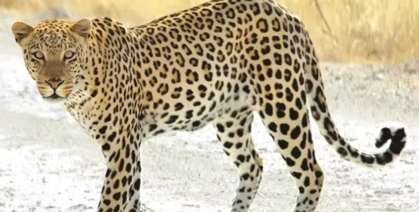 पौड़ी गढ़वाल: घास काटने गई महिला को गुलदार ने उतारा मौत के घाट, आसपास के क्षेत्रों में दहशत का महौल